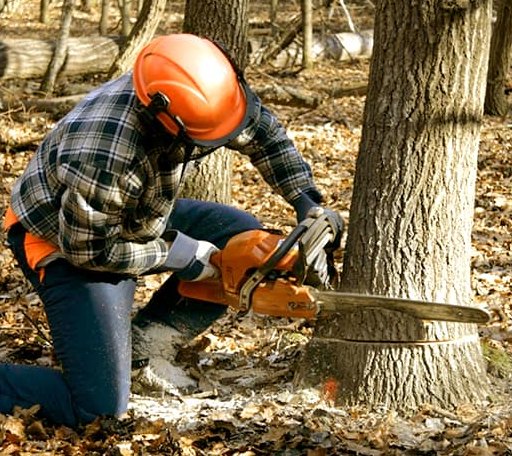 Tree Removal in Okreek, SD